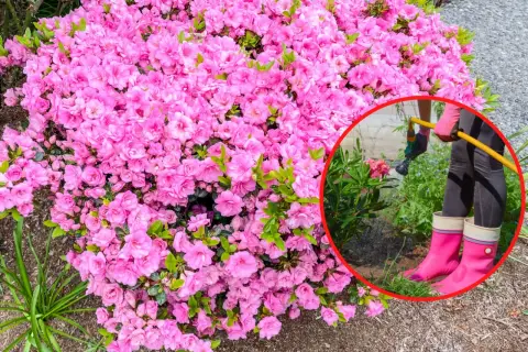 Kwitnąca azalia japońska. Kiedy sadzić? Najlepiej wiosną lub jesienią, gdy jest wilgotno.