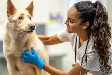 Weterynarz w niebieskich rękawiczkach bada psa. Szybka diagnoza i troska o zdrowie czworonoga.