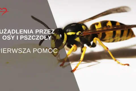 Osa na białym tle, tekst informuje o użądleniach przez osy i pszczoły oraz pierwszej pomocy.