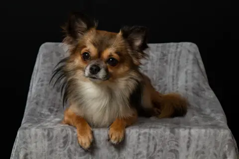 Uroczy długowłosy chihuahua, jakby pozował do zdjęcia, z pewnością zasługuje na najlepszą opiekę, może nawet na specjalny preparat jak cartrophen.