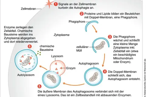 Schema der Autophagie: Zellulärer Müll wird in Vesikel verpackt und von Lysosomen abgebaut. Dies ist wichtig für die Zellgesundheit und die Autophagie der Haut.