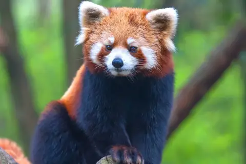 Mała panda, jedno z zagrożonych wyginięciem zwierząt, siedzi na gałęzi.