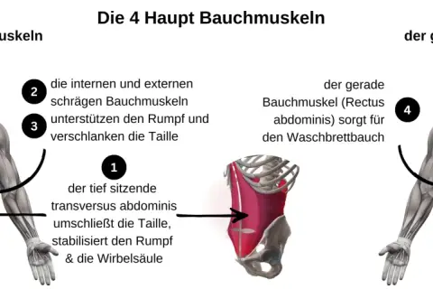 Anatomische Darstellung der Bauchmuskeln. Links die seitlichen Bauchmuskeln, rechts der gerade Bauchmuskel für den Waschbrettbauch.