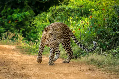 Ein Leopard schleicht auf einem erdigen Pfad im Yala Nationalpark.