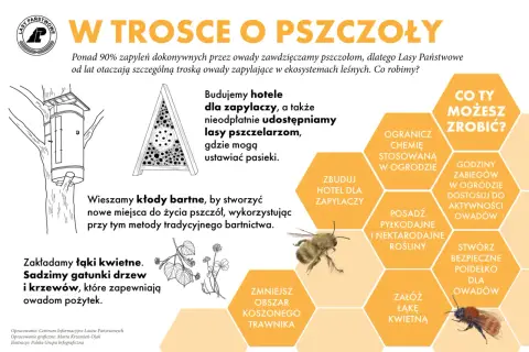Lasy Państwowe budują hotele dla zapylaczy, tworząc im bezpieczne miejsca do życia. Możesz pomóc, sadząc rośliny miododajne.
