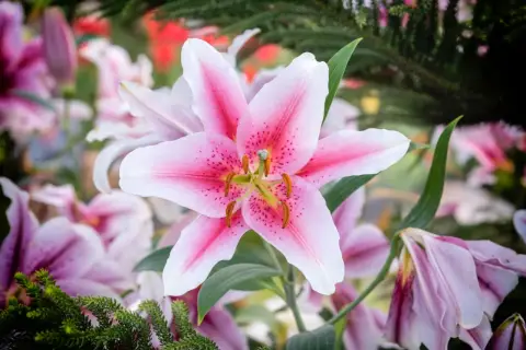 Un lys rose et blanc, symbole de pureté et de beauté. La fleur de lys, avec sa signification profonde, illumine ce jardin.