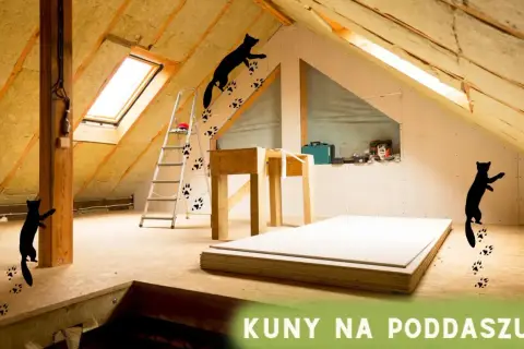 Kuny na poddaszu zostawiają ślady łapek, biegając po izolacji i belkach.