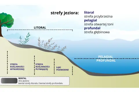 Ilustracja przedstawia strefy jeziora: litoral z roślinnością wynurzoną i pływającą, pelagial i profundal.