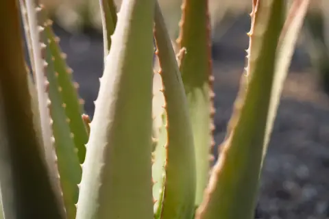 Primer plano de hojas de aloe vera, revelando sus espinas y la promesa de sus 10 beneficios.
