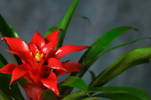 Czerwona bromelia z zielonymi liśćmi na ciemnym tle.