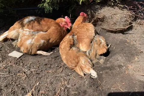 Deux poules rousses se prélassent dans la terre. Elles picorent peut-être des cailloux pour aider leur digestion, une astuce naturelle pour les poules.