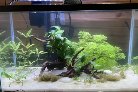 Aktywne akwarium z piaskiem, korzeniami i bujną roślinnością, w tym Hygrophila siamensis, tworzącą zieloną ścianę.