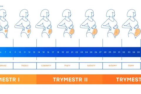Zmiany sylwetki kobiety w każdym trymestrze ciąży, od pierwszego do dziewiątego miesiąca.