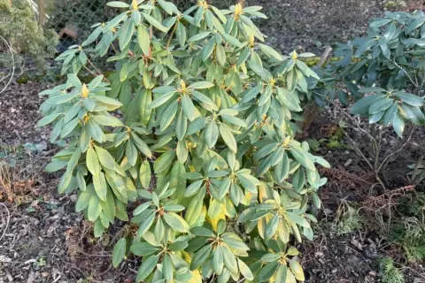 Rododendron z żółknącymi liśćmi, być może objawy chorób. W tle inne rośliny i ogrodzenie.
