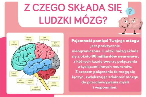 Schemat budowy neuronu w ludzkim mózgu, pokazujący jego płaty i połączenia.