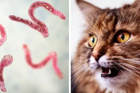 Würmer bei Katzen: Symptome erkennen und rechtzeitig handeln