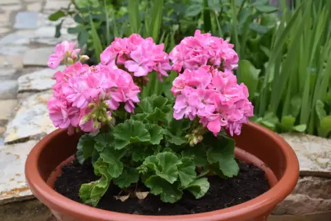 Piękne, różowe pelargonie w doniczce. Chcesz wiedzieć, jak pobudzić pelargonie do kwitnienia? Oto one, gotowe do zachwycania!