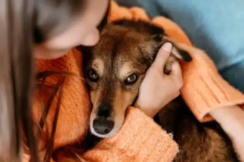 Smutny piesek wtulony w pomarańczowy sweter. Zastanawiasz się, ile pies może nie jeść, gdy jest tak kochany?