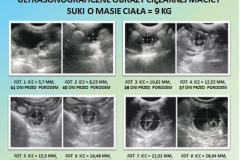 Ultrasonograficzne obrazy ciężarnej macicy suki z pomiarami i datami.