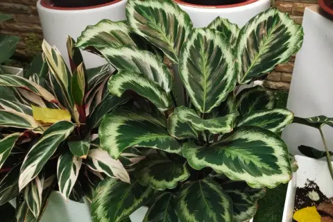 Calathea zachwyca liśćmi. Jak dbać o tę roślinę, by była piękna?