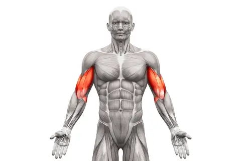 Anatomia mięśni ramion, podkreślająca biceps. Idealne do wizualizacji ćwiczeń na biceps.