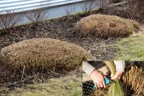 Kiedy ciac trawy ozdobne? Wczesną wiosną, po zimie, przycinamy kępy traw ozdobnych, aby przygotować je do nowego sezonu.
