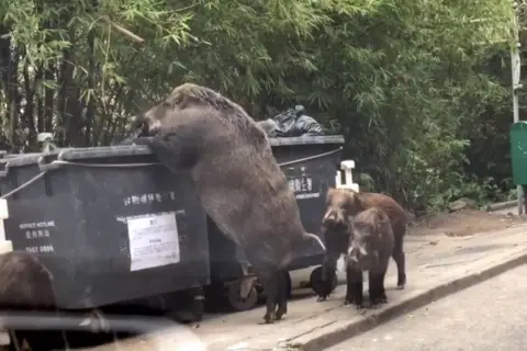 Dzik szuka jedzenia w śmietniku. Dorosły dzik może ważyć nawet 200 kg, co widać po jego imponujących rozmiarach.