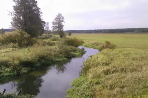 Wierna rzeka meandruje przez zielone łąki i bujną roślinność, odbijając niebo. W oddali widać las.