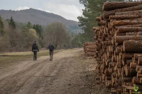 Dwóch turystów idzie leśną drogą, mijając stosy drewna. To piękny **lackowa szlak**.
