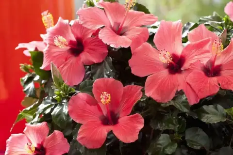 Piękne, różowe kwiaty hibiskusa kwitnące w domu. Ich uprawa w domu jest prosta i daje wspaniałe efekty.