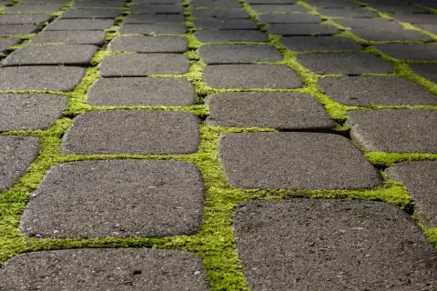 Skuteczne sposoby na usunięcie mchu z kostki brukowej bez chemii