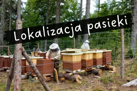 Ustawianie uli w lesie. Pasieka pod lasem, gdzie pszczelarze w strojach ochronnych pracują przy ulach.