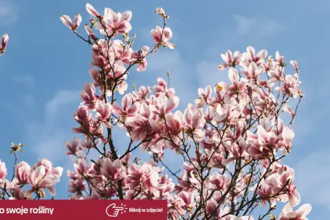 Kiedy kwitnie magnolia, jej różowe kwiaty rozkwitają na tle błękitnego nieba, zapowiadając wiosnę.