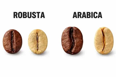 Dwa ziarna kawy: ciemniejsze Robusta i jaśniejsze Arabica, symbolizujące włoskie marki kawy.