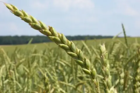 Nahaufnahme einer grünen Dinkelähre vor einem Feld. Die Ähre verspricht guten Dinkel Ertrag pro ha.