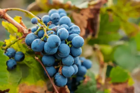Grappes de vin malbec mûres, prêtes à être récoltées dans leur région d'origine.