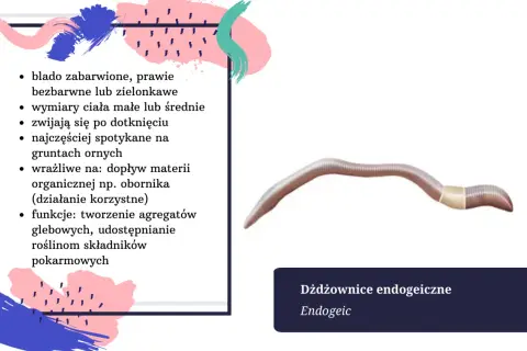 Dżdżownica endogeiczna, blada, zwijająca się po dotknięciu. Długość życia dżdżownicy zależy od gatunku i warunków.