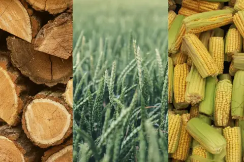 Drewno, zboże i kukurydza – to przykłady tego, co to jest biomasa, odnawialne źródło energii.