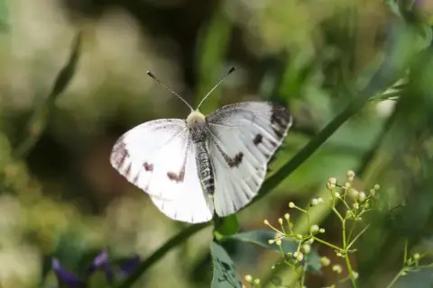 Biały motyl w Polsce, z czarnymi plamkami na skrzydłach, siedzi na zielonej łodydze wśród roślin.