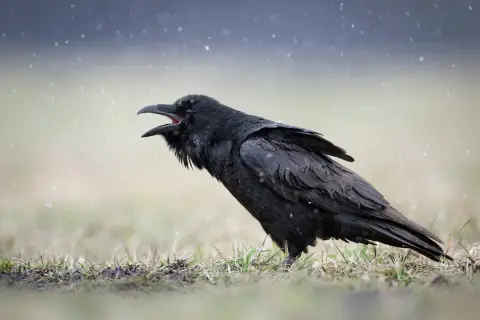 Czarny kruk z otwartym dziobem na tle padającego śniegu. Choć trudno zgadnąć, ile lat żyje kruk, ten wygląda na doświadczonego.