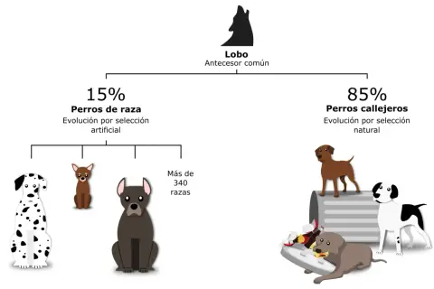 Diagrama de la historia de perros: lobo ancestro común, 15% perros de raza (selección artificial) y 85% perros callejeros (selección natural).