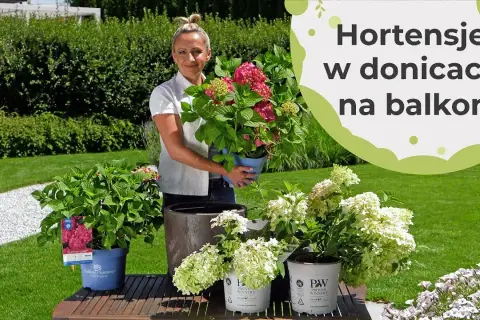 Jak podlewać hortensje w doniczce, by uniknąć ich więdnięcia
