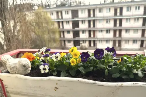Kolorowe bratki w skrzynce na balkonie, kwitnące od wiosny do jesieni, cieszą oko.