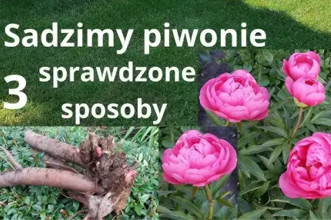 Kiedy sadzić piwonie w donicy? Sekrety obfitego kwitnienia