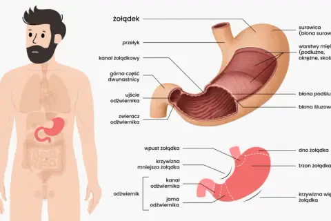 Anatomia żołądka człowieka z zaznaczonymi częściami: przełyk, wpust, dno, trzon, krzywizny, odźwiernik i dwunastnica.