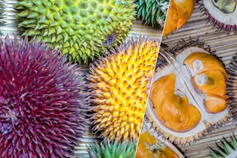Kolorowe duriany, w tym przekrojony, ukazują bogactwo smaku. Jak smakuje durian? To egzotyczna przygoda dla podniebienia.