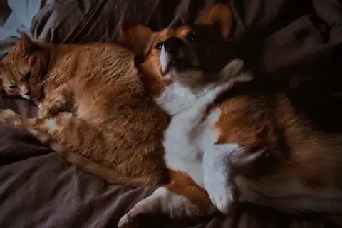 Pomarańczowy kot i corgi leżą razem, jakby badali poziom kreatyniny w surowicy.