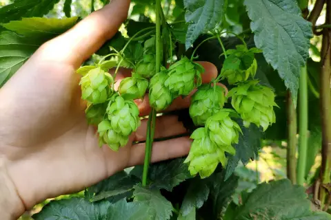 Dłoń trzyma kiść zielonych szyszek chmielu. To inspiracja, jak dobrać chmiel do nowozelandzkiego pilsa, poznając charakterystykę odmian.