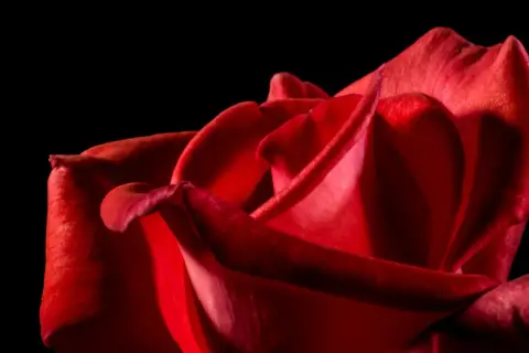 Un primer plano de una rosa roja, sus pétalos aterciopelados invitan a soñar con rosas rojas y la pasión que representan.