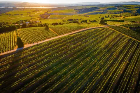 Vastes vignobles baignés par le soleil couchant, promesse d'un grand millésime Châteauneuf-du-Pape.